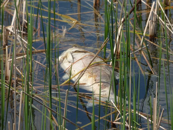 Tote Fische — Stockfoto