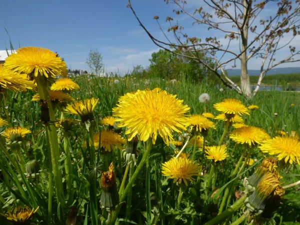 Wiese mit Löwenzahn — Stockfoto