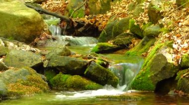 ormandaki küçük dere