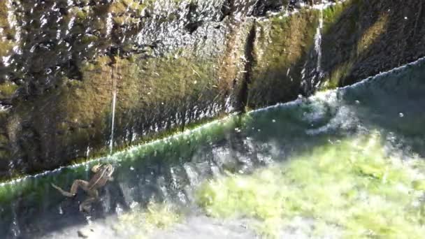 Drenaje de agua con rana — Vídeo de stock