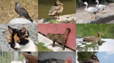 Slayt gösterisi hayvanlar sorunsuz döngü video 4 k Uhd