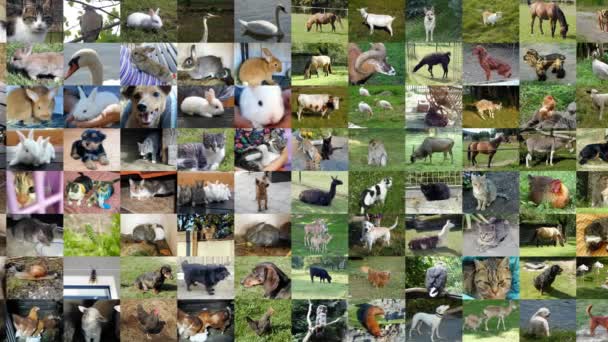 Slide mostrar animais sem costura loop de vídeo 4k UHD — Vídeo de Stock