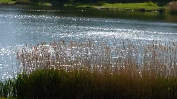 Vlny na rybníku — Stock video