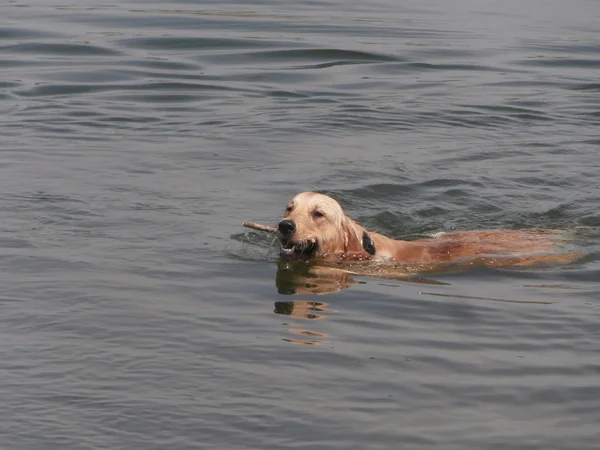 Labrador Retriever köpek su — Stok fotoğraf