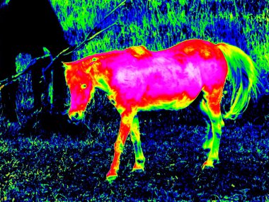 Infrared foal pony horse clipart