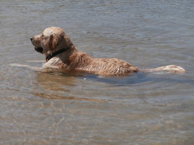 Labrador Retriever köpek su