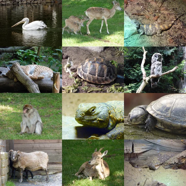 Conjunto de 12 animais fotos — Fotografia de Stock