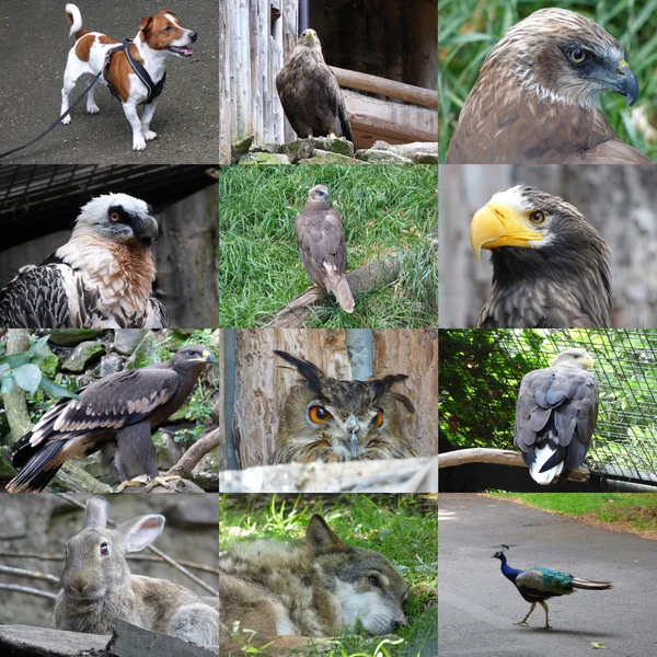 12 hayvanlar fotoğraf kümesi — Stok fotoğraf
