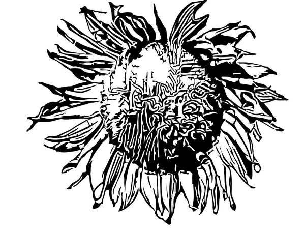 Desenho de silhueta de girassol — Vetor de Stock