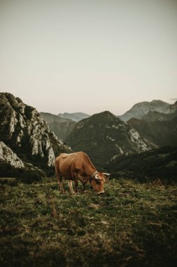 İspanya 'nın Asturias kentindeki Picos de Europa' da çayırda otlayan güzel kahverengi inek..
