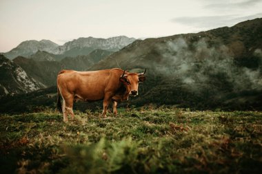 İspanya 'nın Asturias kentindeki Picos de Europa' da çayırda otlayan kahverengi inek..
