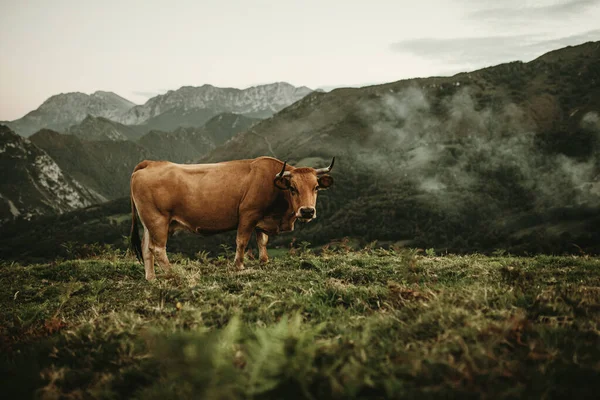 Vaca Parda Pastando Prado Picos Europa Astúrias Espanha — Fotografia de Stock