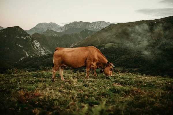 スペインのアストゥリアス州のピコス エウロパの牧草地で放牧されている大きな茶色の牛 — ストック写真