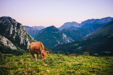 İspanya 'nın Asturias kentindeki Picos de Europa dağlarında güzel manzara ve kahverengi inek otlağı.