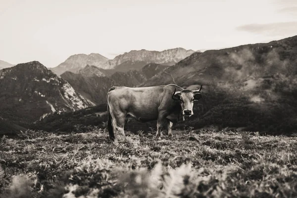 スペインのアストゥリアス州のピコス エウロパの山で放牧黒と白の風景と牛 — ストック写真