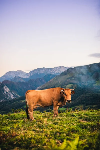 Hermoso Paisaje Pastoreo Vacas Pardas Las Montañas Picos Europa Asturias — Foto de Stock