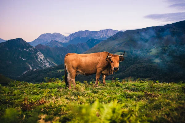 スペインのアストゥリアス州のピコス エウロパの山々に放牧された美しい風景と茶色の牛 — ストック写真