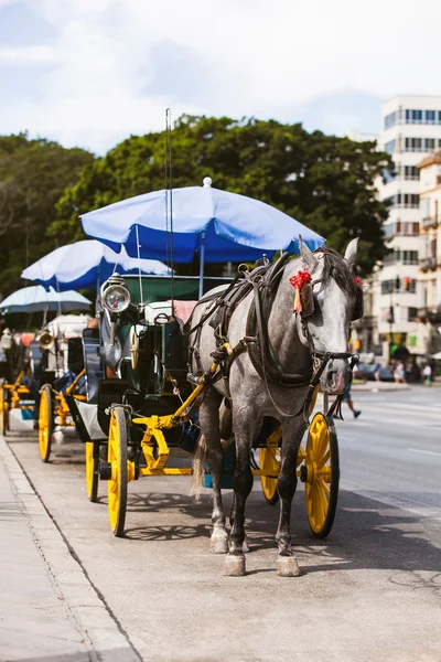 Horse carriage parked in andalusia, spain — Stock Photo, Image