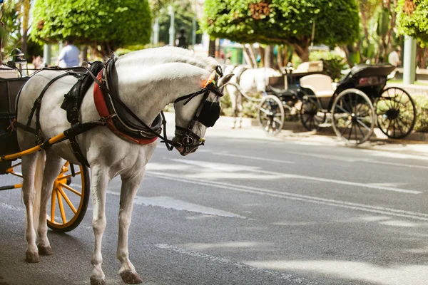 Kereta kuda diparkir di andalusia, Spanyol — Stok Foto