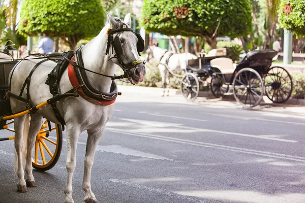 Kereta kuda diparkir di andalusia, Spanyol — Stok Foto