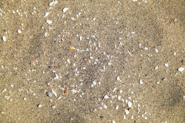 Kum arka plan. Deniz doku.