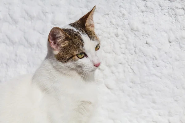 Beyaz kedi portre. Yakın çekim — Stok fotoğraf