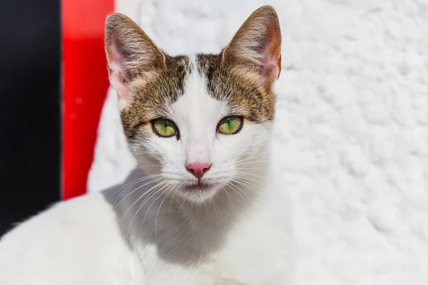 Beyaz kedi portre. Yakın çekim — Stok fotoğraf