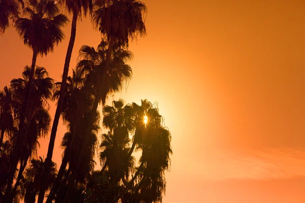 Palm trees during sunset. — Stock Photo, Image