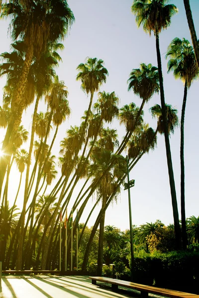 Palm trees at the city. — Stock Photo, Image