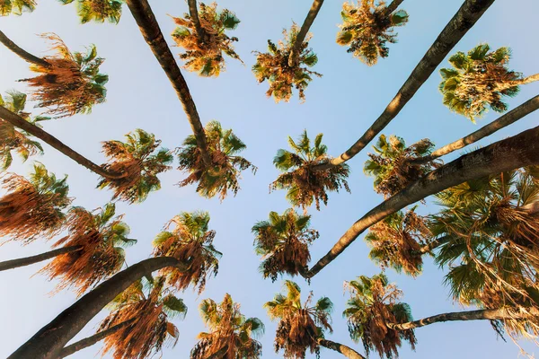 Palmbomen bij zonsopgang licht. — Stockfoto