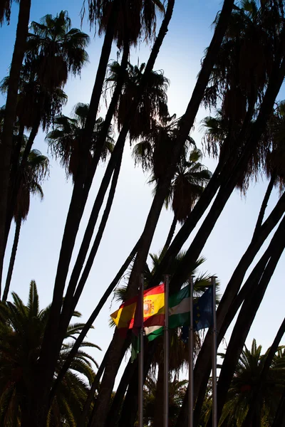 Palmeras y banderas — Foto de Stock