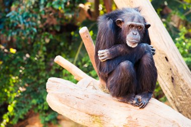 Bir ağaç dalı oturma sevimli şempanze.