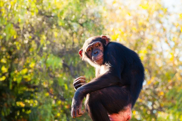 Lindo chimpancé sentado en una rama de árbol . — Foto de Stock