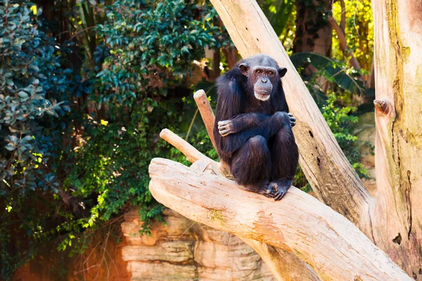 Симпатичный шимпанзе сидит на ветке дерева . — стоковое фото