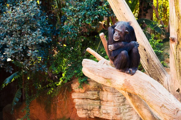 Lindo chimpancé sentado en una rama de árbol . — Foto de Stock