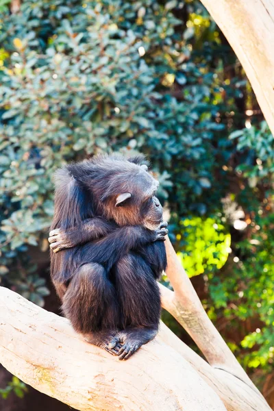 Симпатичный шимпанзе сидит на ветке дерева . — стоковое фото
