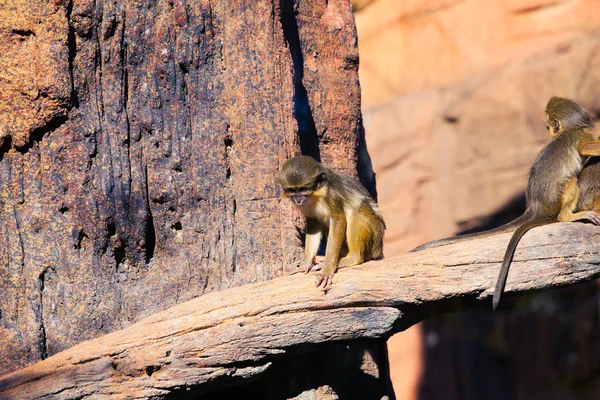 Mono Talapoin en un árbol . — Foto de Stock