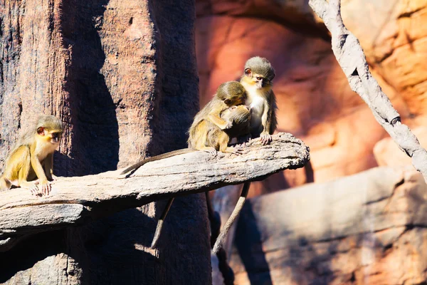 4 monos talapoin en un árbol . —  Fotos de Stock