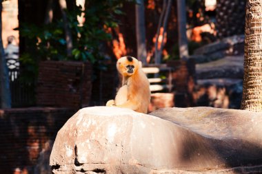 Bir taş üzerine oturan Hylobatidae maymun.