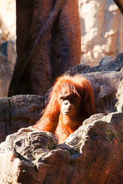 Orangután divertido en un árbol . — Foto de Stock