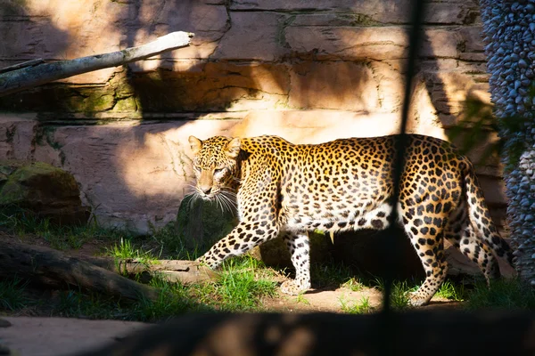 Leopardo de Sri Lanka . — Foto de Stock