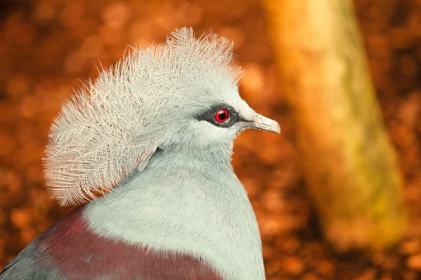 Retrato de pássaro exótico (Goura victoria ) — Fotografia de Stock