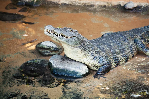 Porträt eines Krokodils im Wasser. — Stockfoto