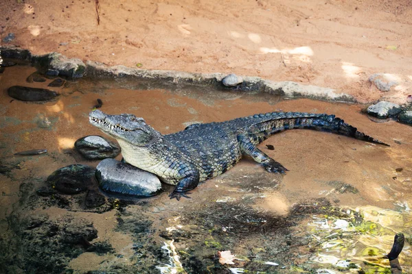 Krokodil im Wasser. — Stockfoto