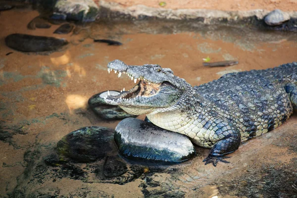 Open mouth crocodile in the water. Close up. — Stock Photo, Image