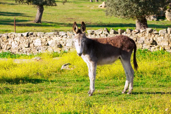 Kırsal şirin eşek — Stok fotoğraf