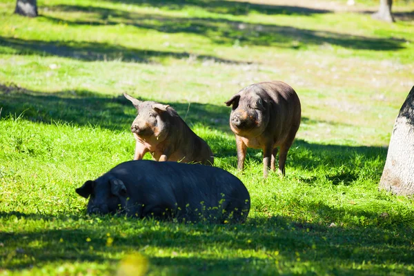 Kırsal İber domuz — Stok fotoğraf