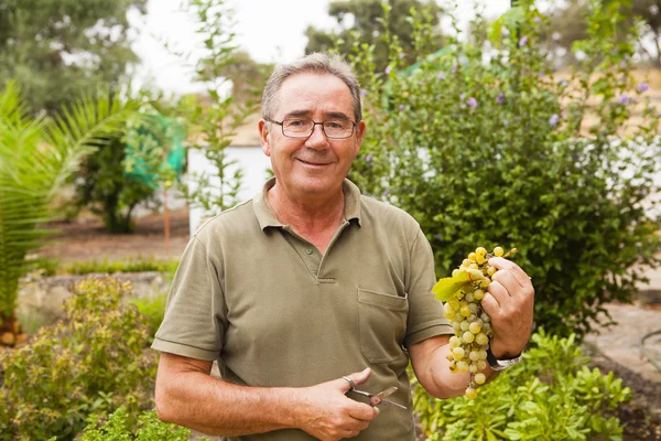 Portrait d'un homme âgé souriant récoltant des raisins blancs . — Photo