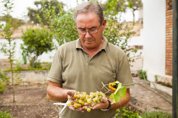 Ritratto di uomo anziano vendemmia uva bianca . — Foto Stock