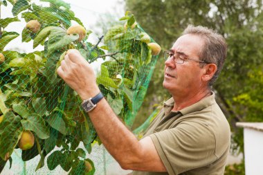 Senior farmer putting a net in a quince tree. clipart